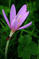 Image of Autumn crocus