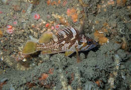 Image of Gopher rockfish