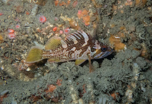 Image of Gopher rockfish