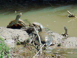 Image of Caspian turtle