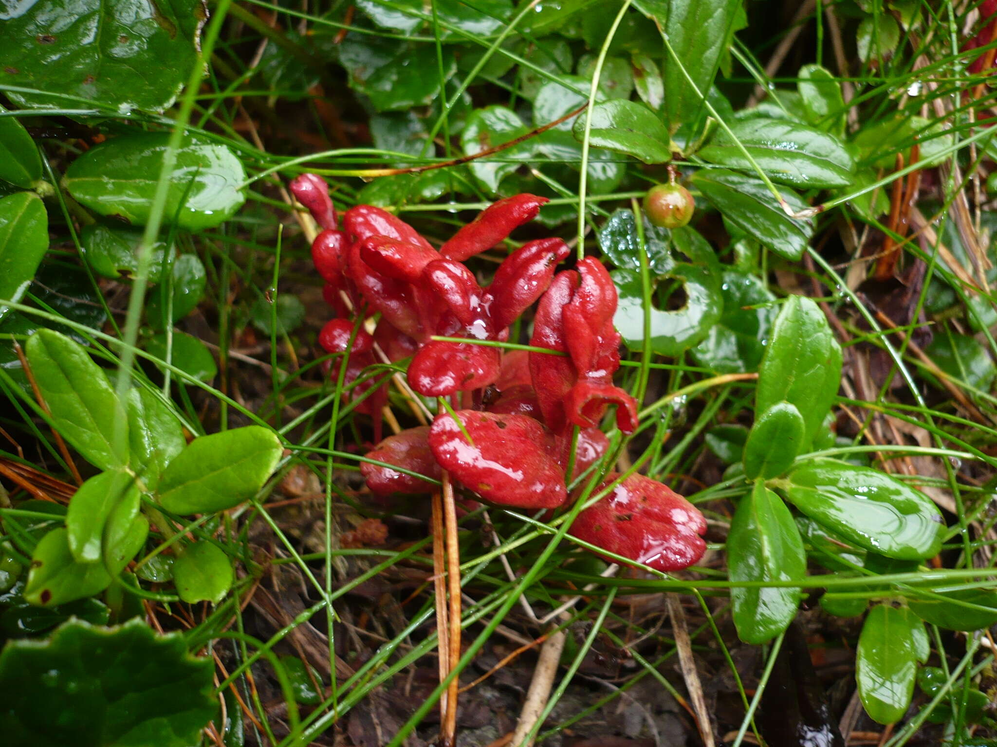 Image of lingonberry