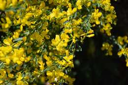 Image of Genista florida L.