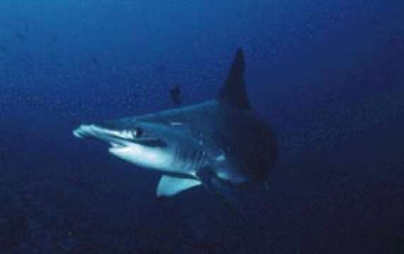 Image of Scalloped Hammerhead