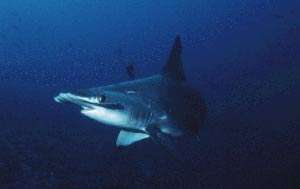 Image of Scalloped Hammerhead