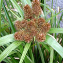 Image of Cyperus insularis Heenan & de Lange