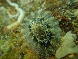 Image of italian keyhole limpet