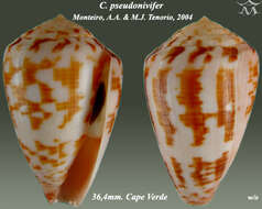 Conus pseudonivifer Monteiro, Tenorio & Poppe 2004的圖片