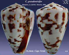 Conus pseudonivifer Monteiro, Tenorio & Poppe 2004的圖片