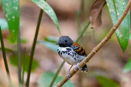 Image of Spotted Antbird