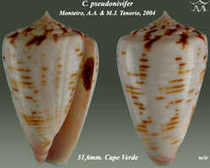 Conus pseudonivifer Monteiro, Tenorio & Poppe 2004的圖片