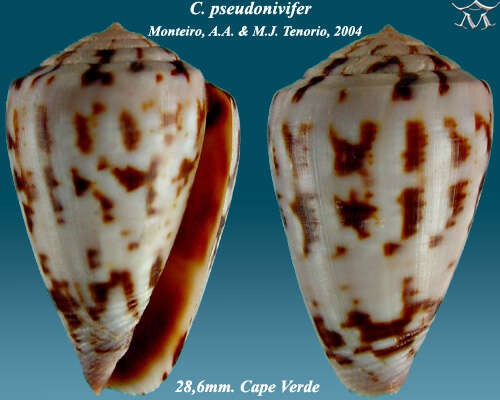 Conus pseudonivifer Monteiro, Tenorio & Poppe 2004的圖片