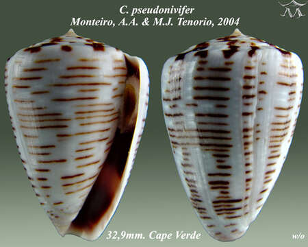 Conus pseudonivifer Monteiro, Tenorio & Poppe 2004的圖片