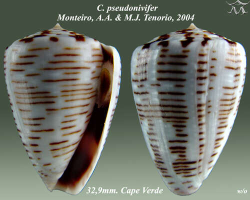 Conus pseudonivifer Monteiro, Tenorio & Poppe 2004的圖片