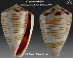 Conus pseudonivifer Monteiro, Tenorio & Poppe 2004的圖片