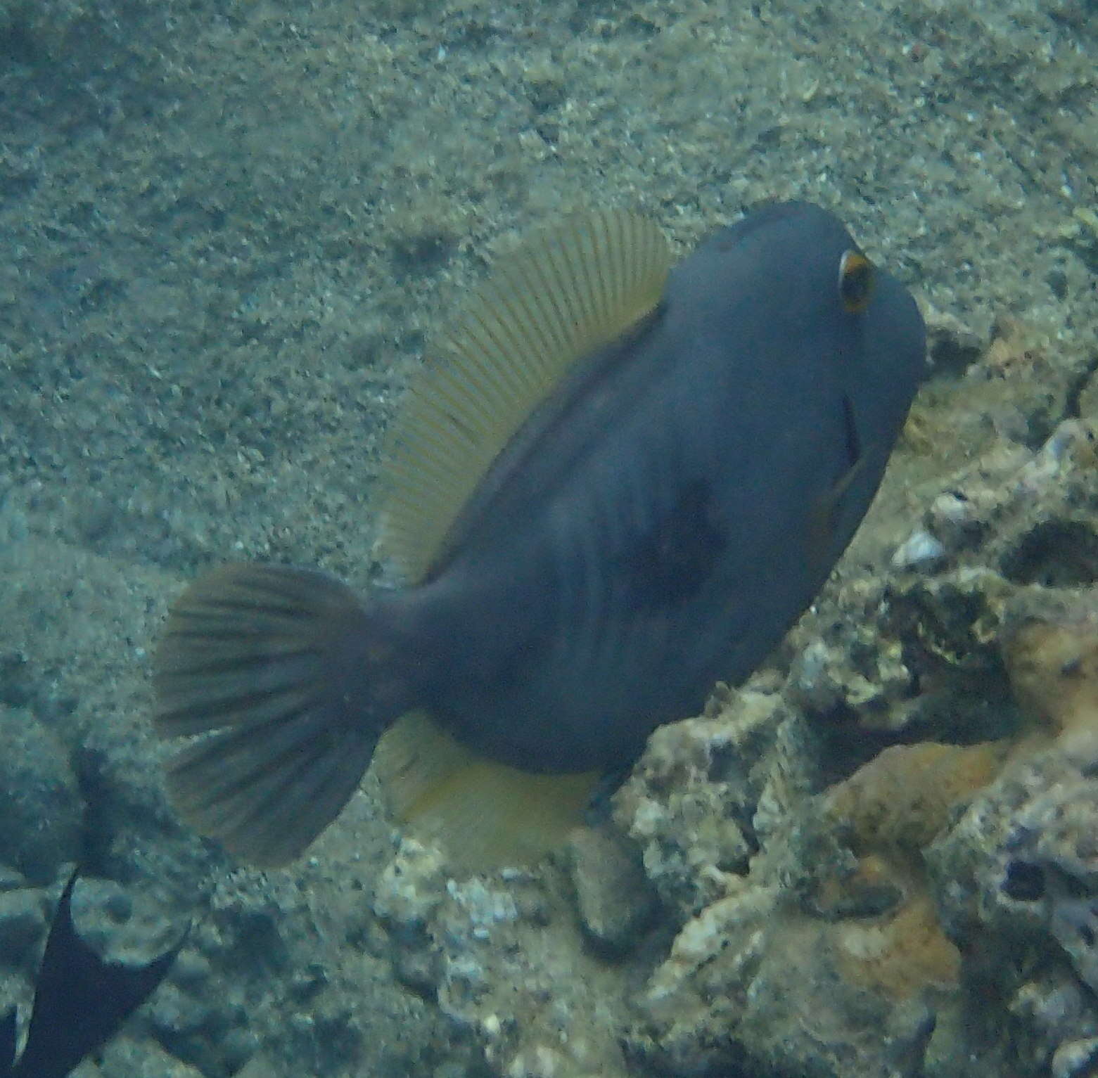 Image of Barred Filefish