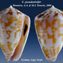 Image of Conus pseudonivifer Monteiro, Tenorio & Poppe 2004