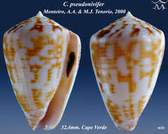 Conus pseudonivifer Monteiro, Tenorio & Poppe 2004的圖片