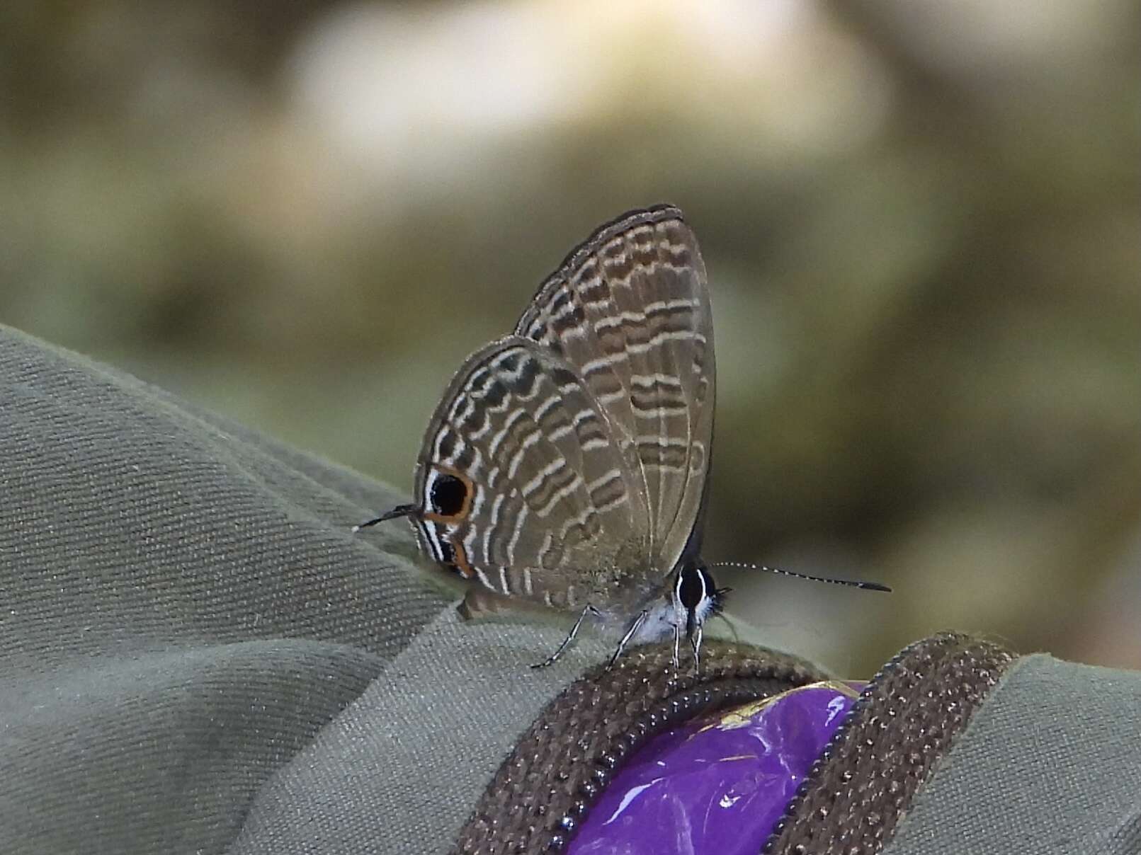 Sivun Nacaduba calauria (C. Felder 1860) kuva