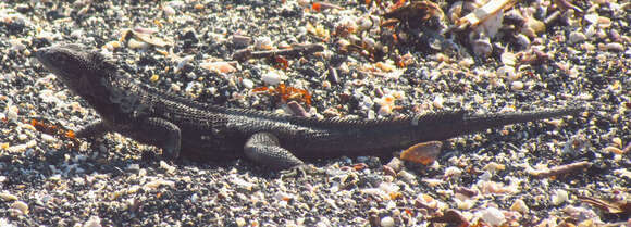 Image of Galapagos Lava Lizard