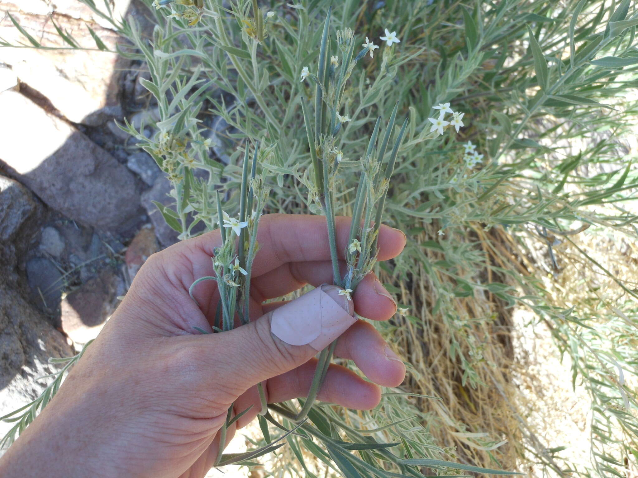 Plancia ëd Amsonia palmeri A. Gray