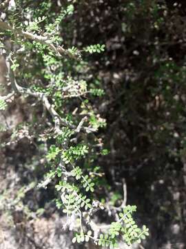 Image of Sophora prostrata Buchanan