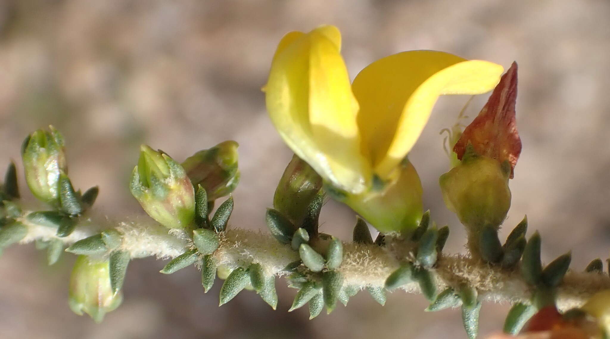 Image of Aspalathus pinguis subsp. pinguis