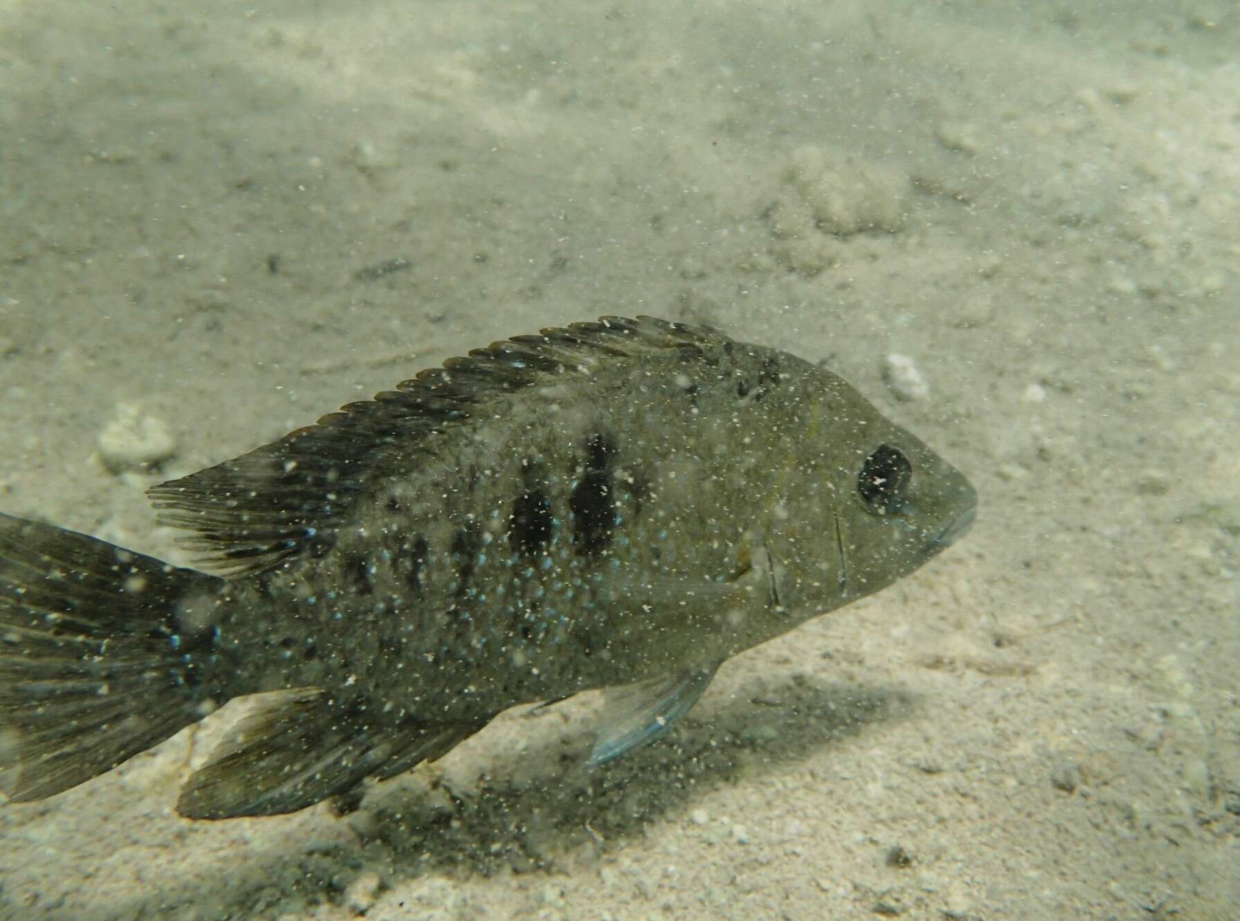 Image of Minckley's cichlid