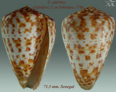 Image of butterfly cone