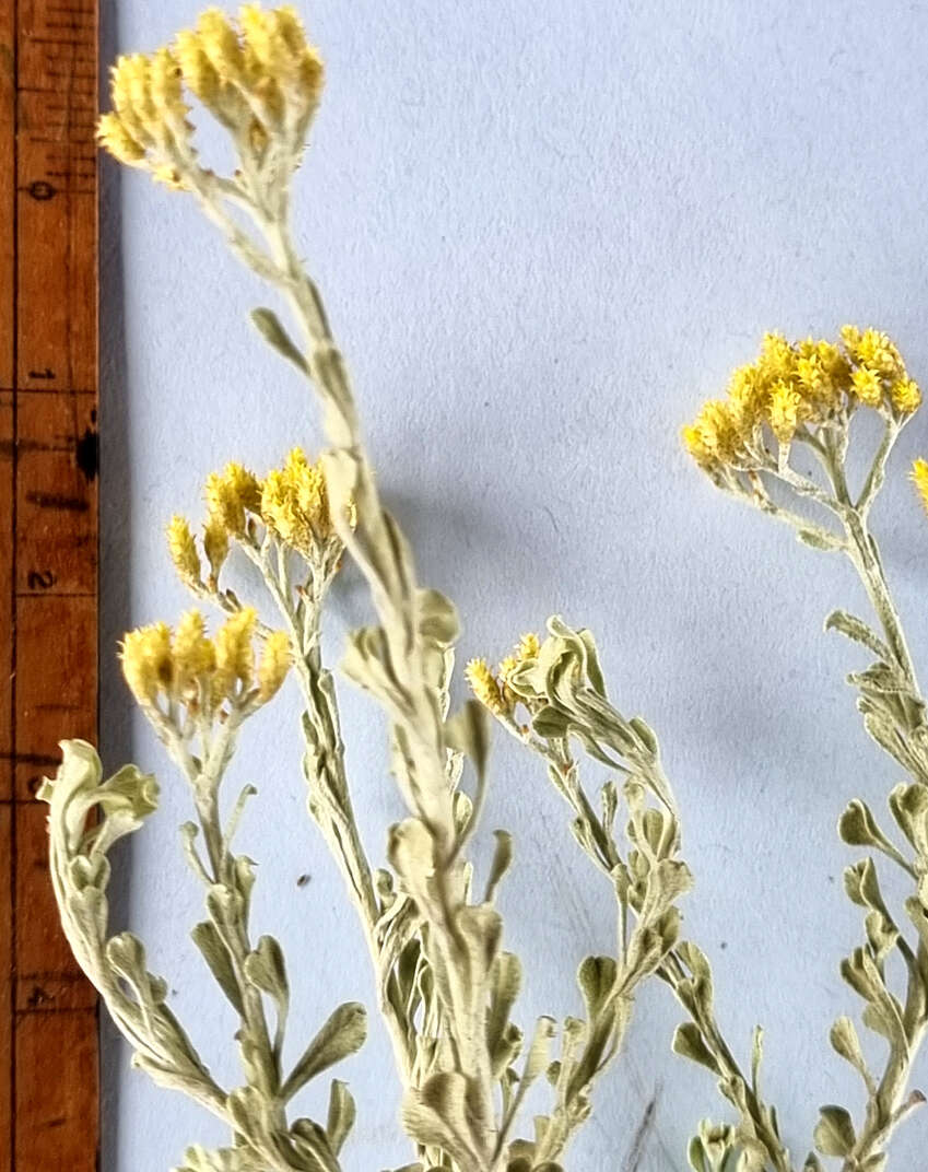 Image of Helichrysum excisum (Thunb.) Less.