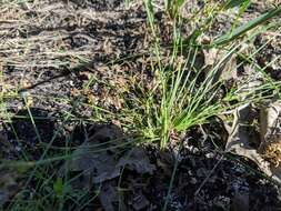 Слика од Fimbristylis autumnalis (L.) Roem. & Schult.