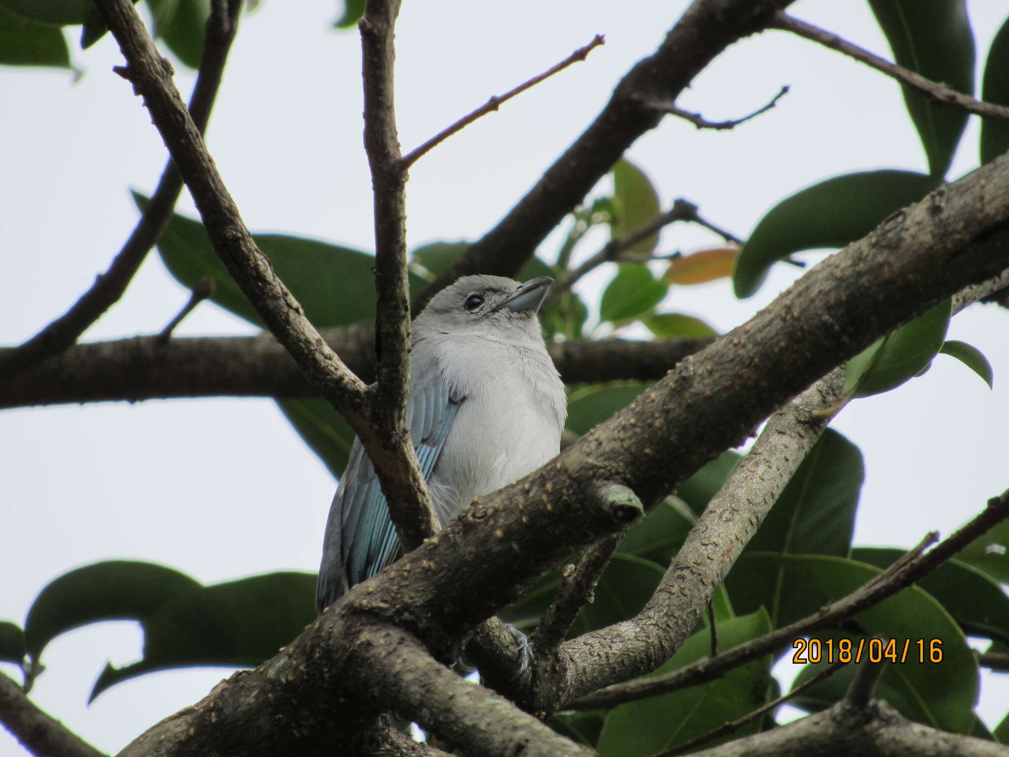 Thraupis sayaca (Linnaeus 1766) resmi