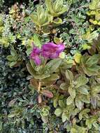 Imagem de Rhododendron lepidotum Wall.