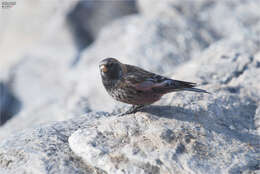 Image of Asian Rosy Finch