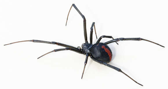 Image of Redback spider