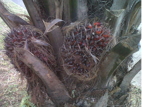 Image of African oil palm