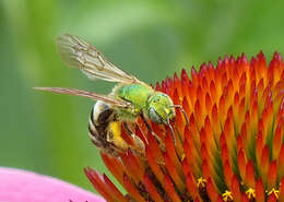 Image of Bicolored Agapostemon