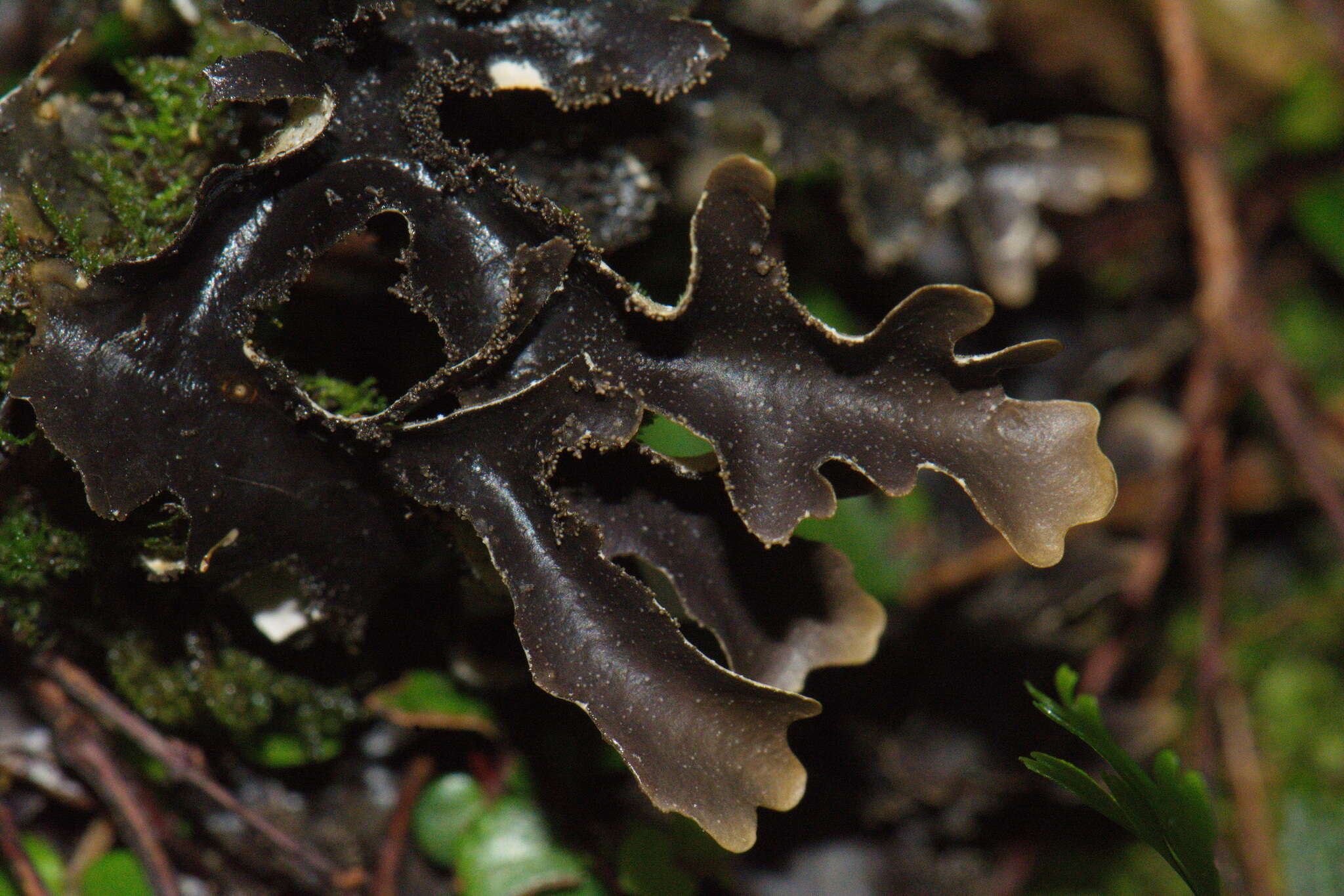 Image of Pseudocyphellaria dissimilis (Nyl.) D. J. Galloway & P. James