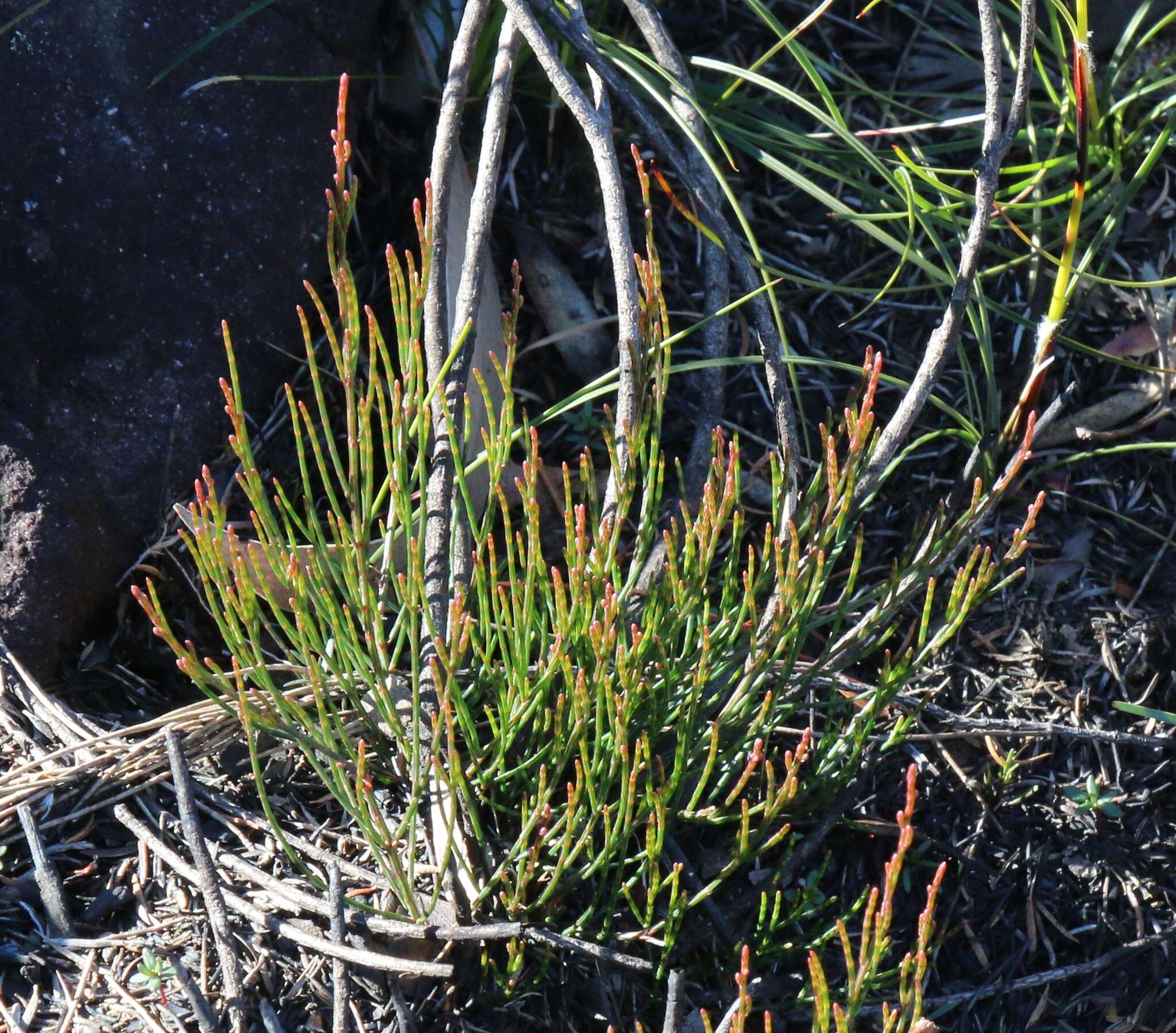 Image of stunted she-oak