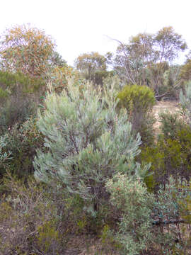 Plancia ëd Grevillea cagiana Mc Gill.