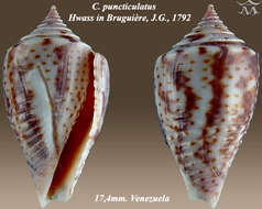 صورة Conasprella puncticulata (Hwass ex Bruguière 1792)