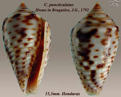 صورة Conasprella puncticulata (Hwass ex Bruguière 1792)