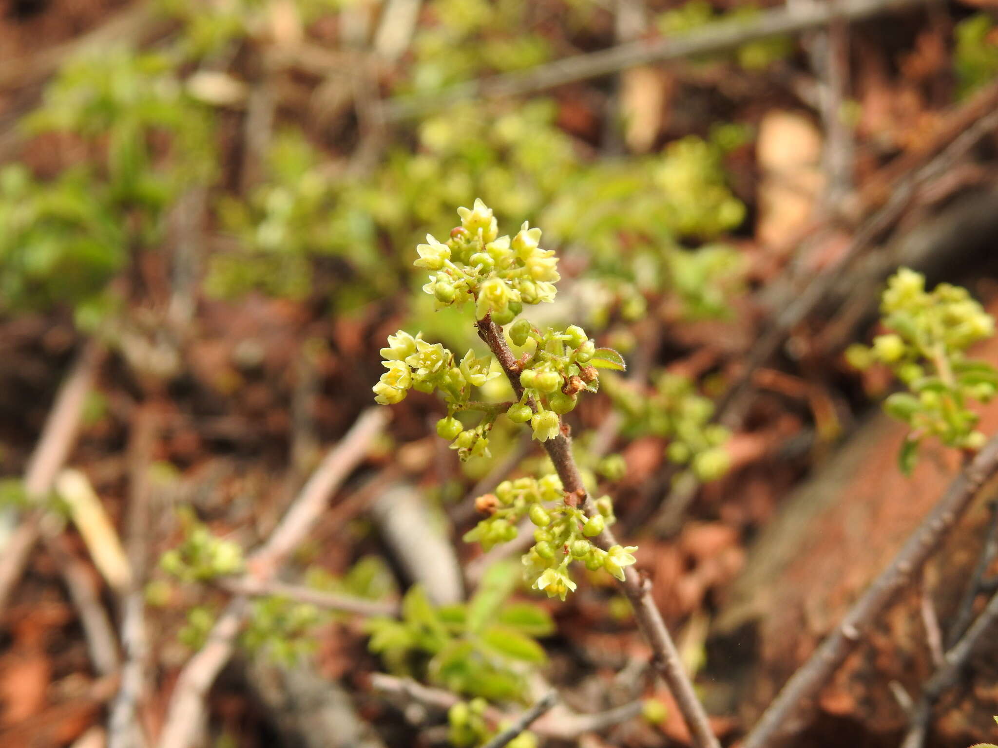 Image of Searsia rigida (Mill.) F. A. Barkley