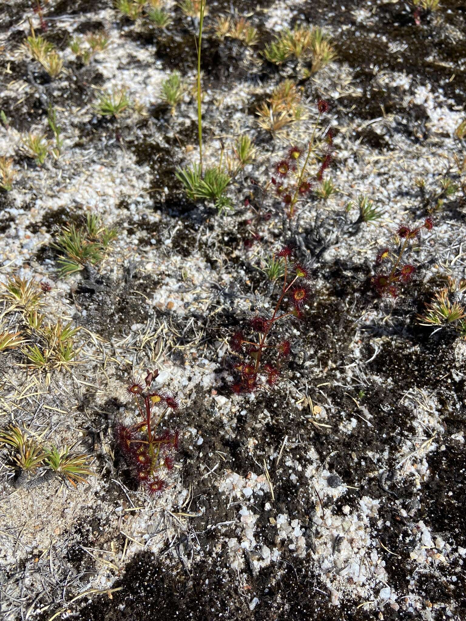 Drosera fimbriata De Buhr的圖片