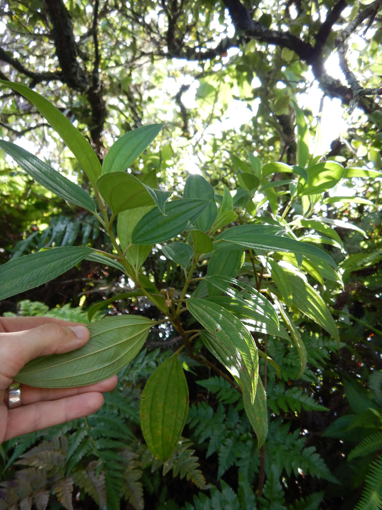 Слика од Melastoma denticulatum Labill.