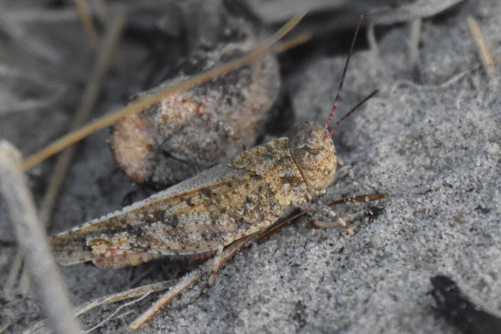 Image of Mottled Sand Grasshopper