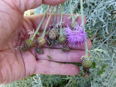 Centaurea cineraria L. resmi