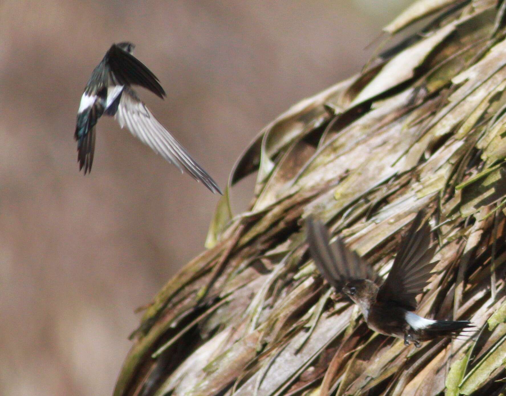 Image of Antillean Palm Swift