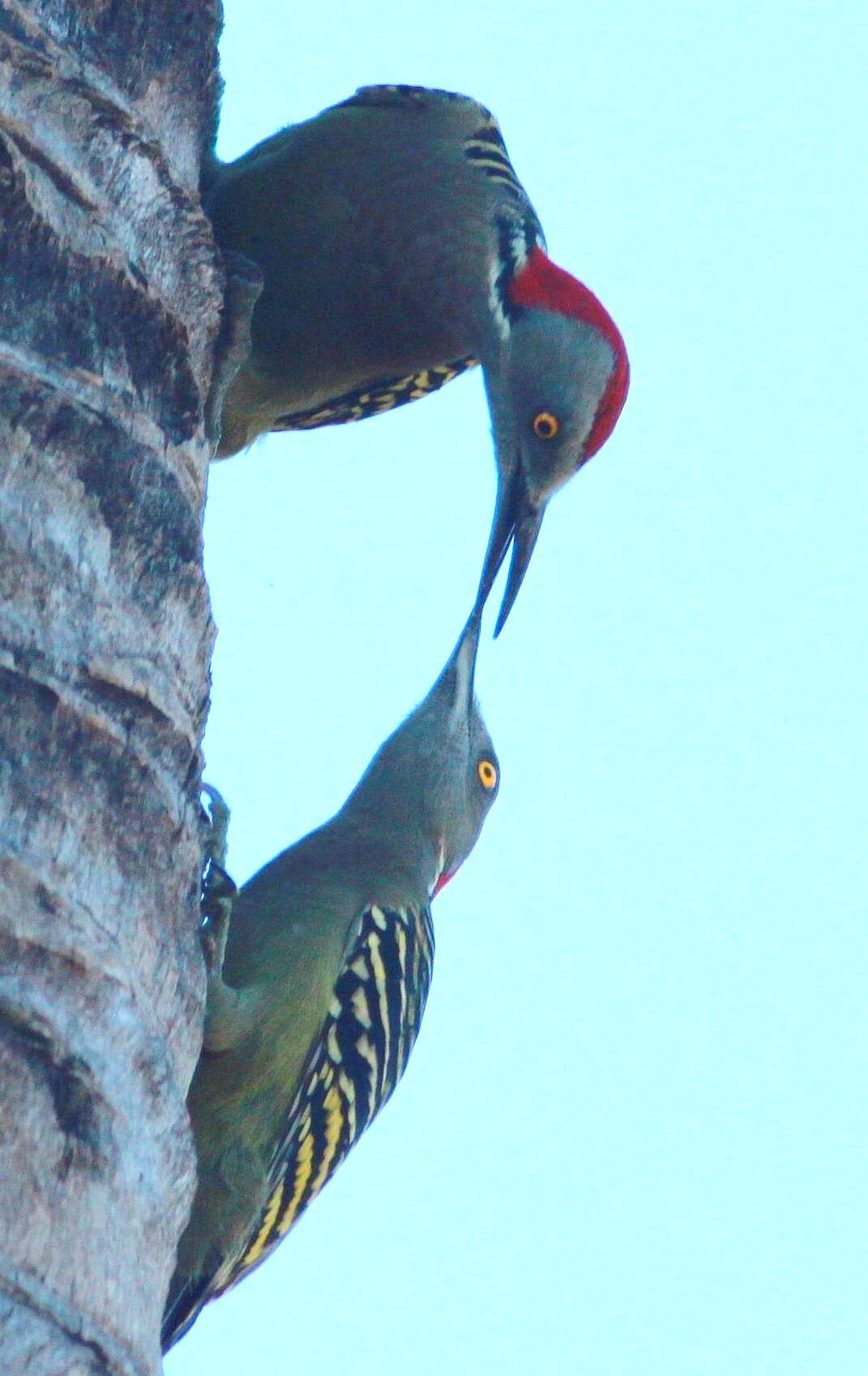 Image de Melanerpes Swainson 1832