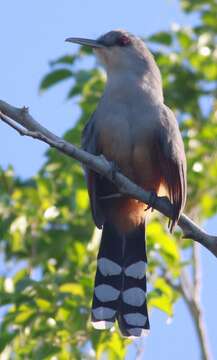 Image of Hispaniolan Lizard Cuckoo