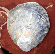 Image of Angasi oyster